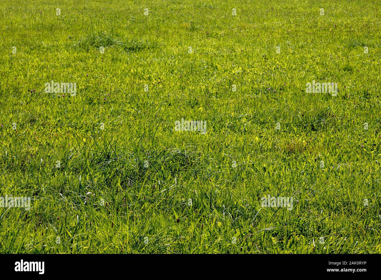 champ d'herbe verte - prairie herbacée, pelouse par une journée ensoleillée d'été Banque D'Images