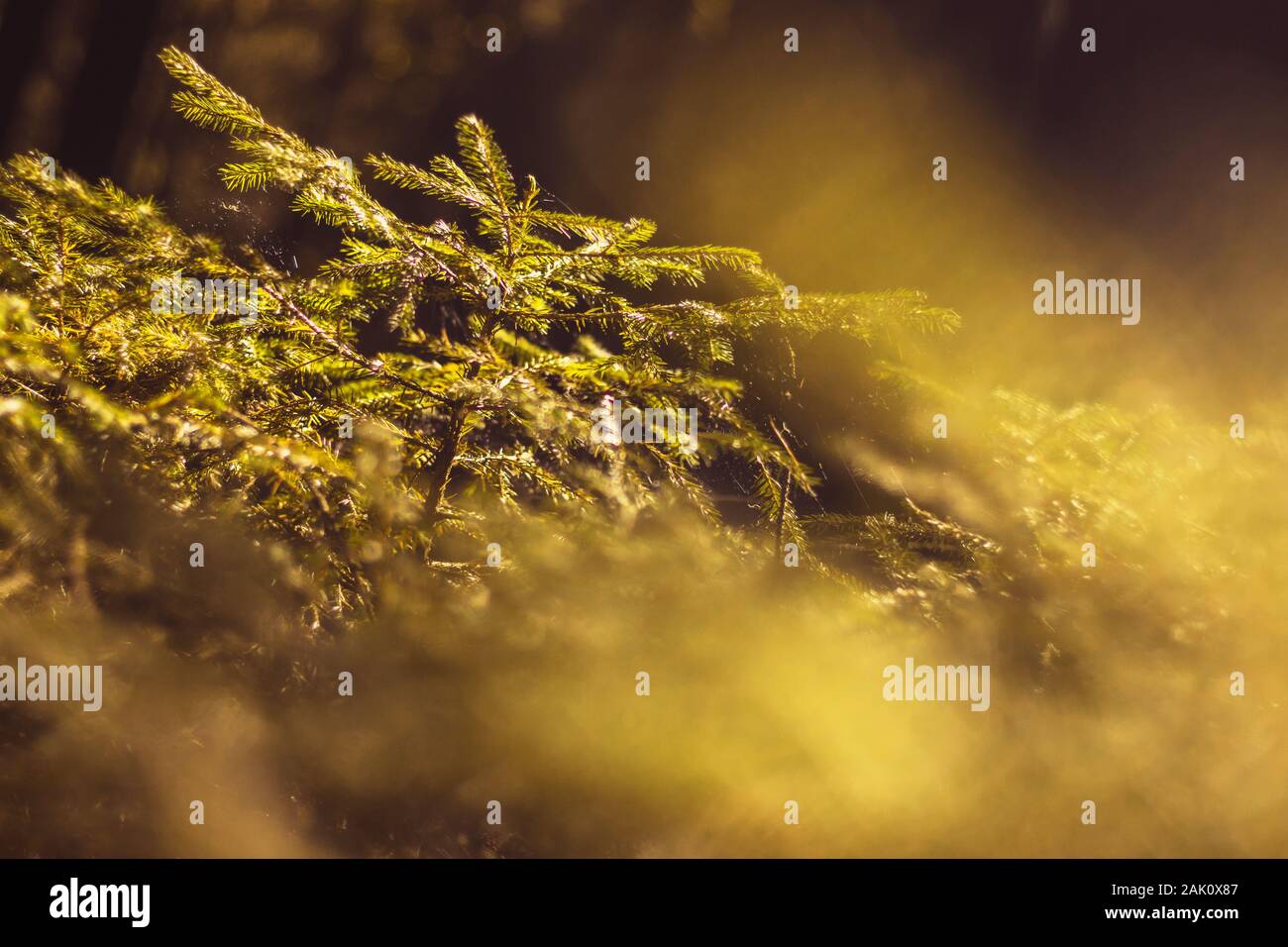 petite épinette - vue rapprochée d'un jeune arbre vert dans la forêt sombre, sous l'éblouissement du soleil, fond flou et premier plan Banque D'Images