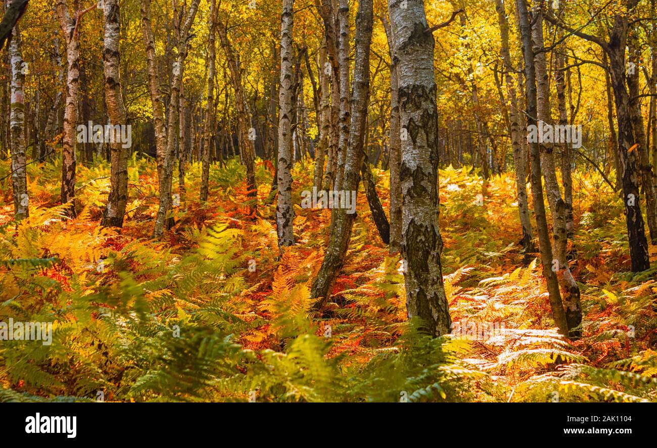 automne dans la forêt - bosquet de bouleau avec fougères, feuilles et plantes colorées en jaune et rouge Banque D'Images