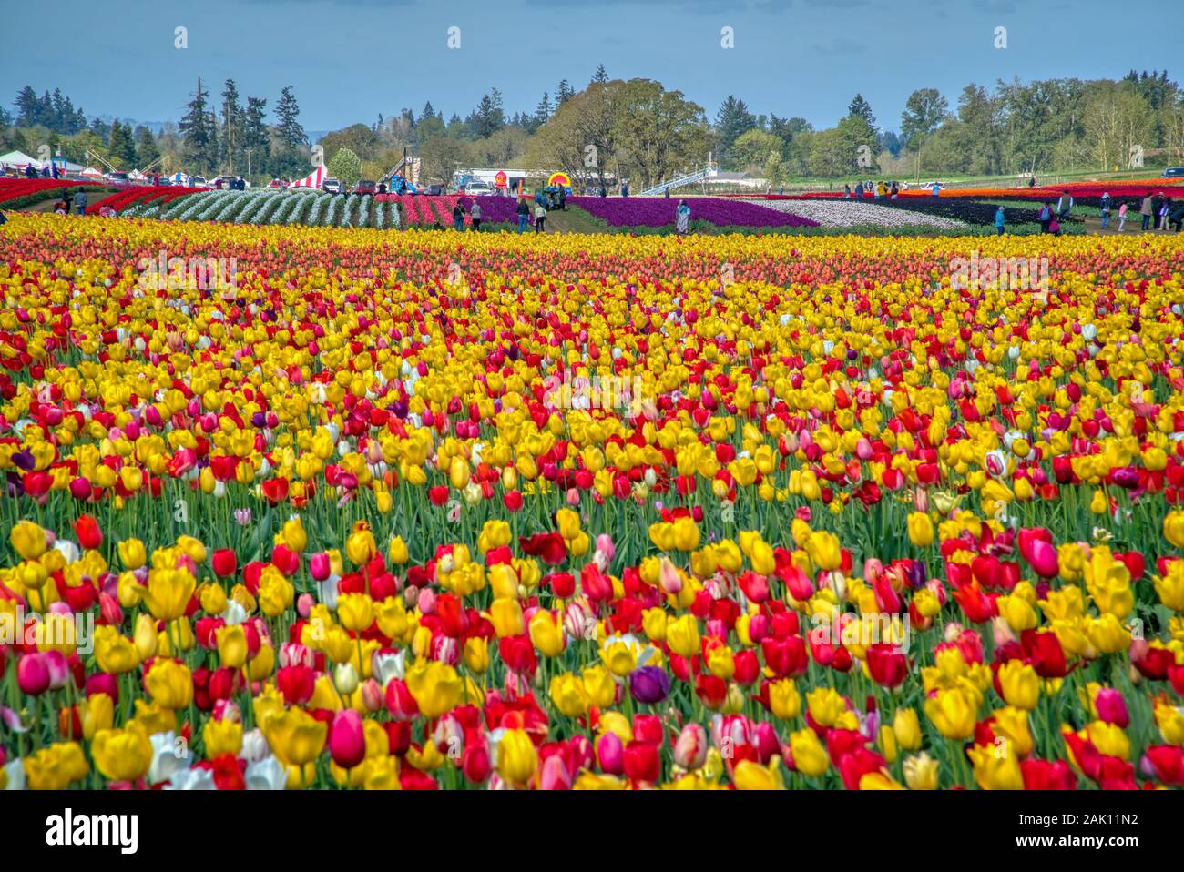 Le Tulip Fest annuel à la chaussure en bois Tulip Farm, situé dans la région de Woodburn, Oregon, va commencer le 20 mars 2020 et passez par la première semaine de mai. Banque D'Images
