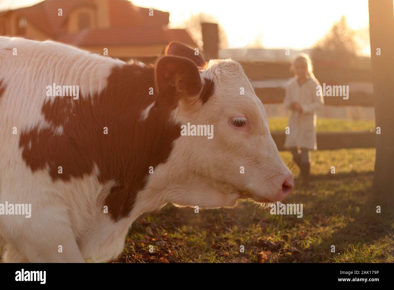 vue rapprochée de la tête du veau sur la ferme, fille près de la clôture en bois en arrière-plan, coucher de soleil Banque D'Images