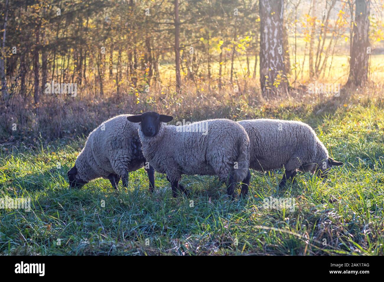 Les moutons au pâturage - petit troupeau de moutons sur prairie près de la forêt, coucher du soleil Banque D'Images