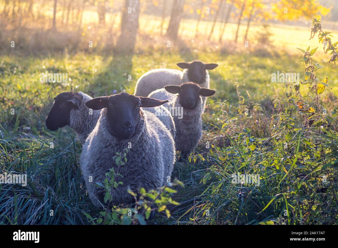 Les moutons au pâturage - petit troupeau de moutons sur prairie près de la forêt, coucher du soleil Banque D'Images