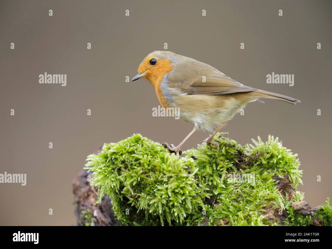 European Robin (Erithacus rubecula aux abords) perché sur moignon moussus, Yorkshire, Egnland, Décembre Banque D'Images