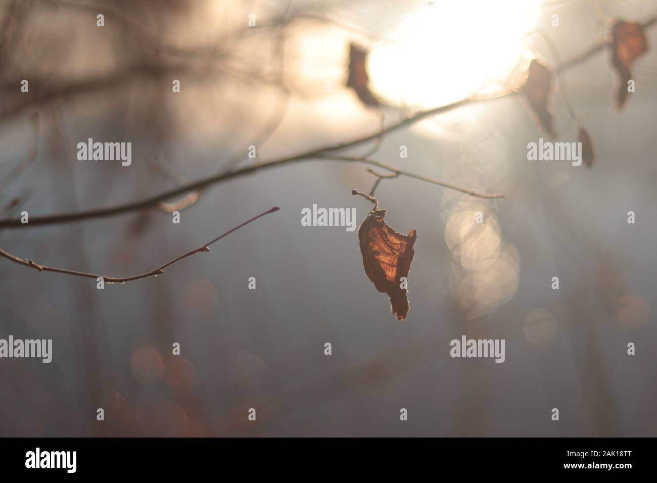 Feuille d'automne éclairée par la lumière du soleil dans la forêt, fond flou, vue rapprochée Banque D'Images