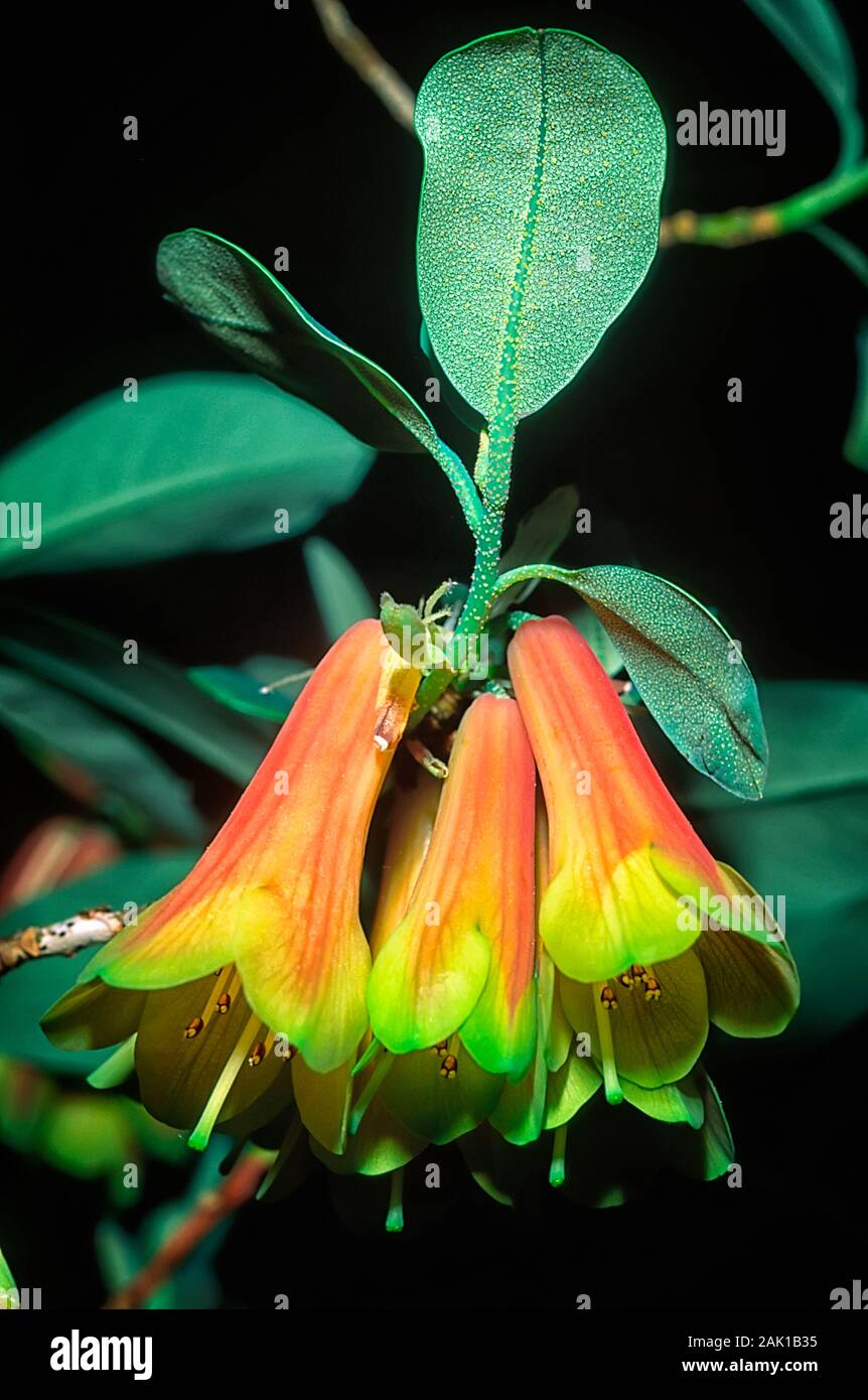 Blandfordiaeflorum RHODODENDRON Rhododendron cinnabarinum, Ericaceae, arbustes, fleurs, jaune, rose Banque D'Images