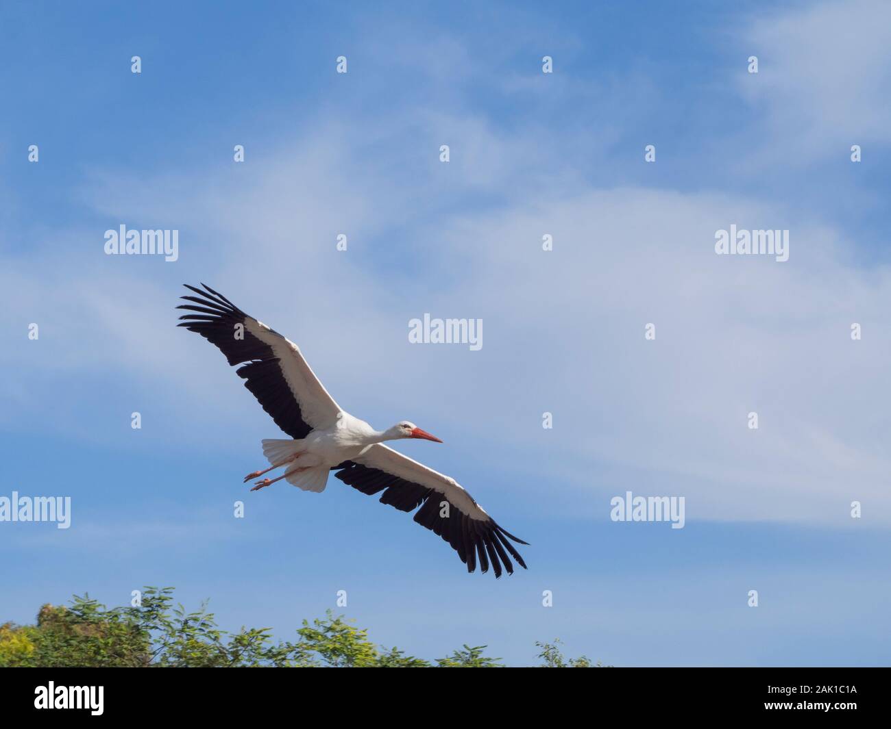 Une cigogne volant dans le ciel bleu Banque D'Images