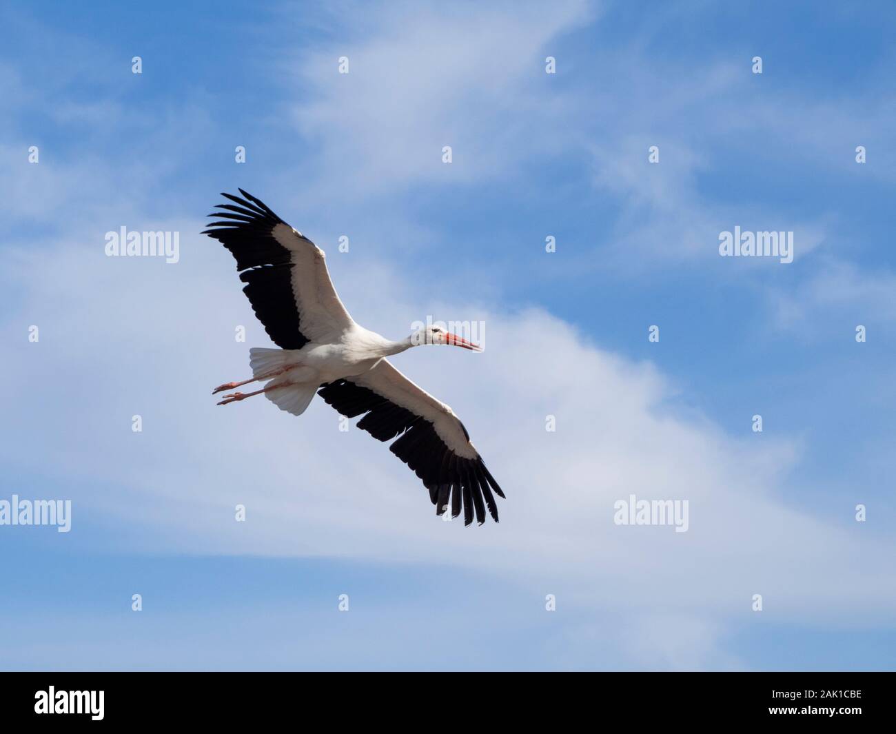 Une cigogne volant dans le ciel bleu Banque D'Images
