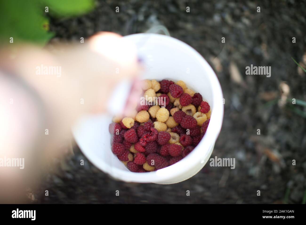 Cueillette de baies de la vigne en Oregon Banque D'Images