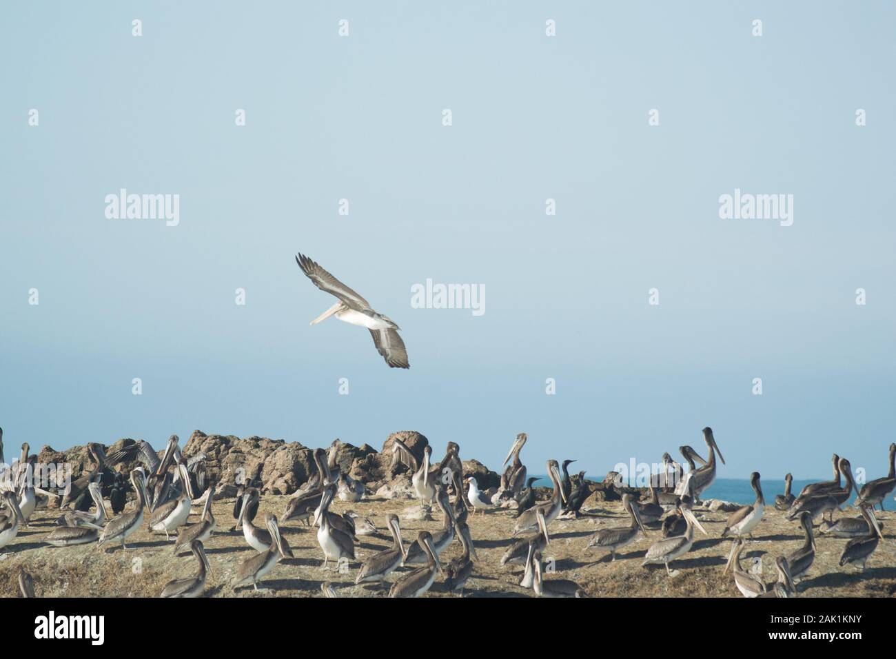 Grand troupeau de pélicans bruns sur un rocher dans l'océan Pacifique. Un pélican débarque. Banque D'Images