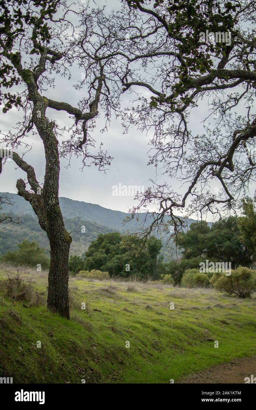 Vue depuis le sentier de randonnée du New Almaden Quicksilver Mine County Park, près de San Jose, Californie. Banque D'Images