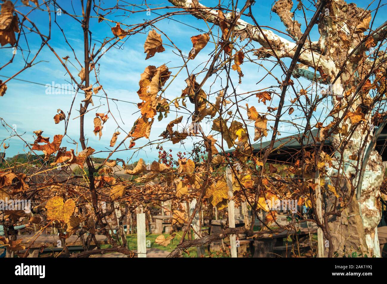 Les feuilles d'orange séchée en paysage d'automne au milieu des vignes, à partir de branches winery près de Bento Gonçalves. Un pays producteur de vin dans la ville du sud du Brésil. Banque D'Images