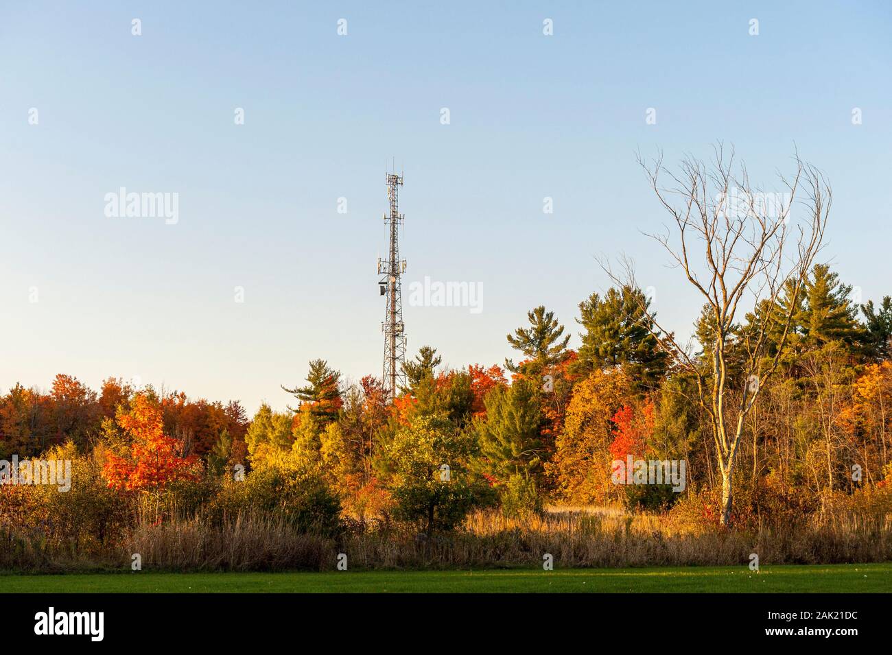 Tour de l'émetteur se dresse contre les couleurs d'automne dans la forêt Banque D'Images
