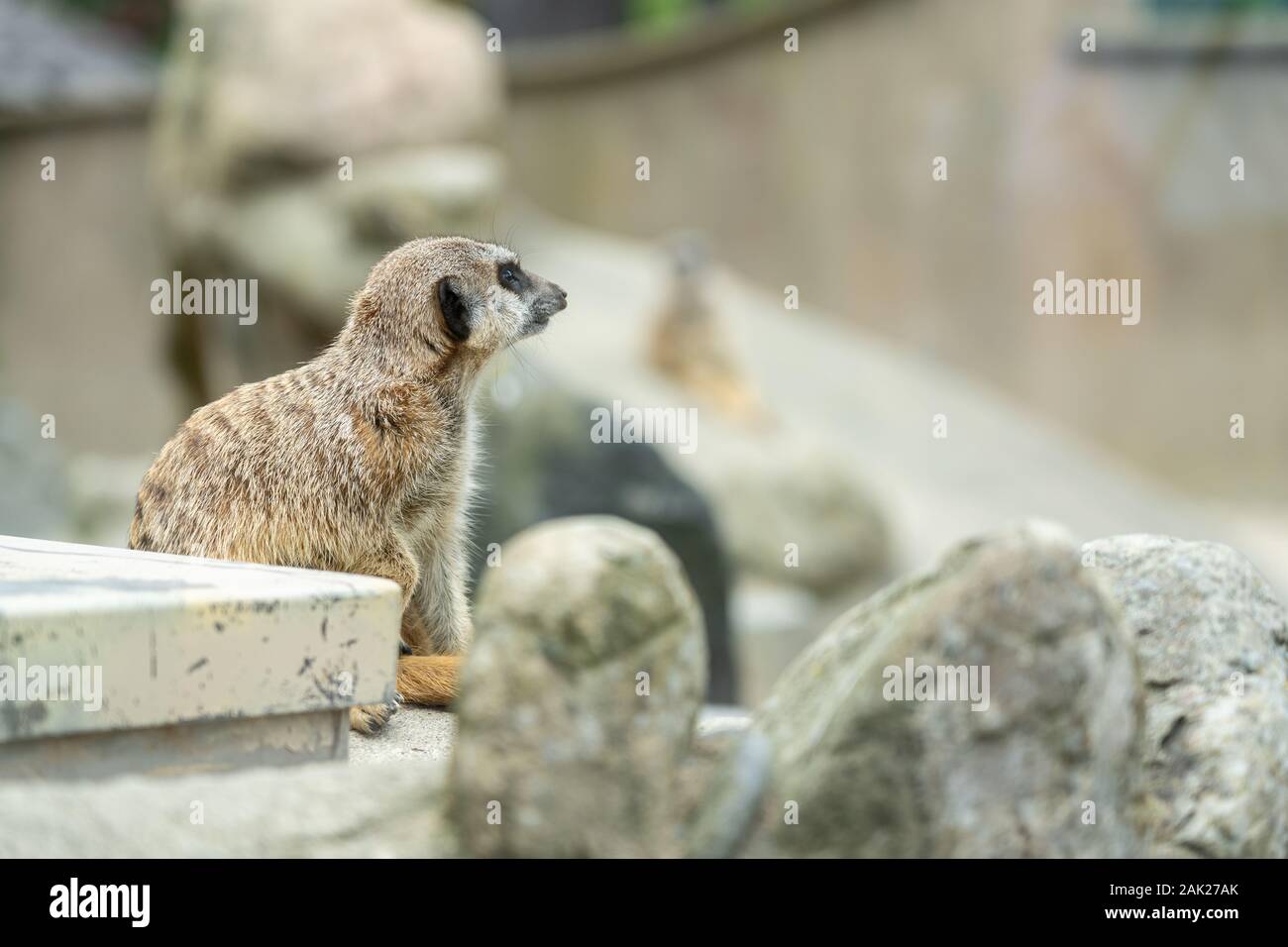 Les suricates curieux au zoo ; groupe de suricates Banque D'Images