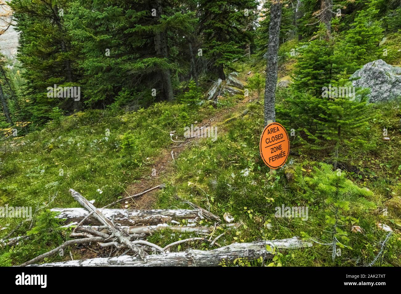 Ours brun, Ursus arctos horribilis, couloir de circulation fermée pour des raisons de sécurité le long du lac McArthur Trail en septembre dans le parc national Yoho, Colo. Banque D'Images