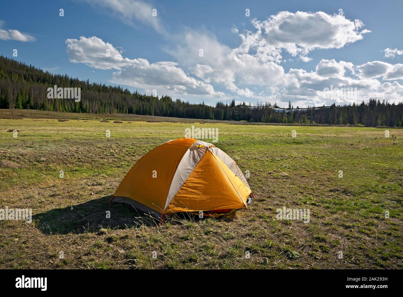 CO00175-00...COLORADO - Emplacement de tente sur une parcelle de terrain au bord d'un grand pré sur le côté nord de la Marshall San Isabel Fores National Banque D'Images