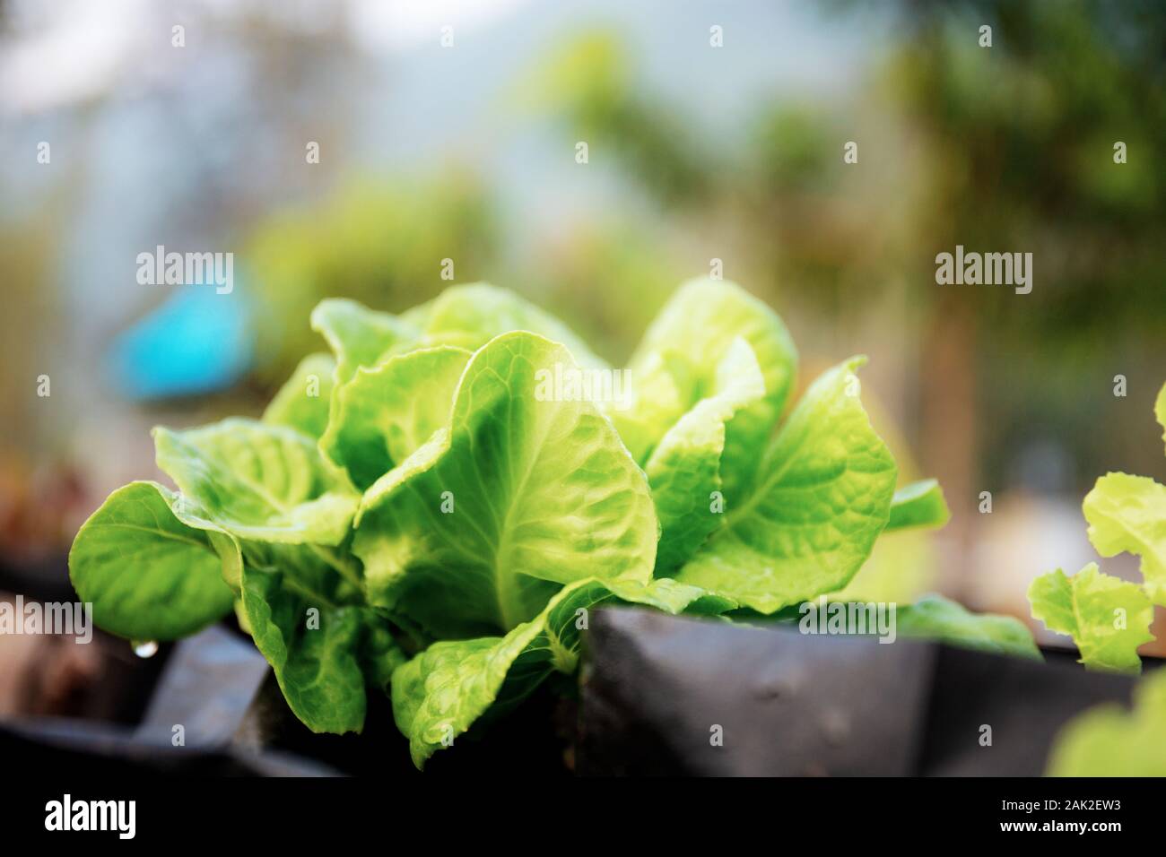 Légumes en pot dans le ferme avec le lever du soleil. Banque D'Images