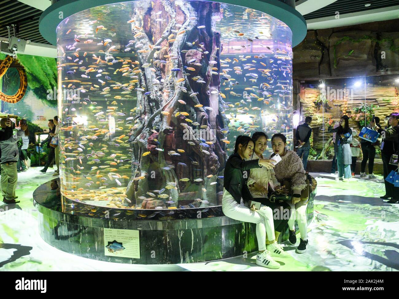 Yunnan, Yunnan, Chine. Jan 7, 2020. Yunnan, Chine-Le 6 janvier 2020, le premier aquarium de poissons d'eau douce le long de la rivière du Mékong a ouvert ses portes à Xishuangbanna, province du Yunnan. Crédit : SIPA Asie/ZUMA/Alamy Fil Live News Banque D'Images
