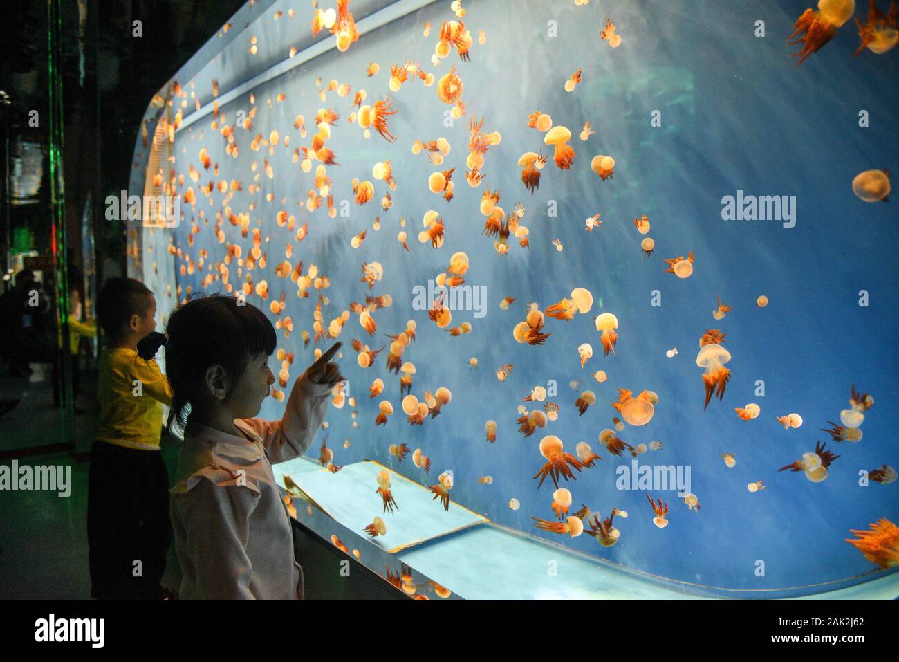 Yunnan, Yunnan, Chine. Jan 7, 2020. Yunnan, Chine-Le 6 janvier 2020, le premier aquarium de poissons d'eau douce le long de la rivière du Mékong a ouvert ses portes à Xishuangbanna, province du Yunnan. Crédit : SIPA Asie/ZUMA/Alamy Fil Live News Banque D'Images