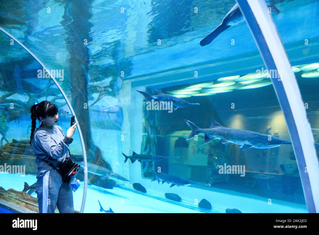 Yunnan, Yunnan, Chine. Jan 7, 2020. Yunnan, Chine-Le 6 janvier 2020, le premier aquarium de poissons d'eau douce le long de la rivière du Mékong a ouvert ses portes à Xishuangbanna, province du Yunnan. Crédit : SIPA Asie/ZUMA/Alamy Fil Live News Banque D'Images