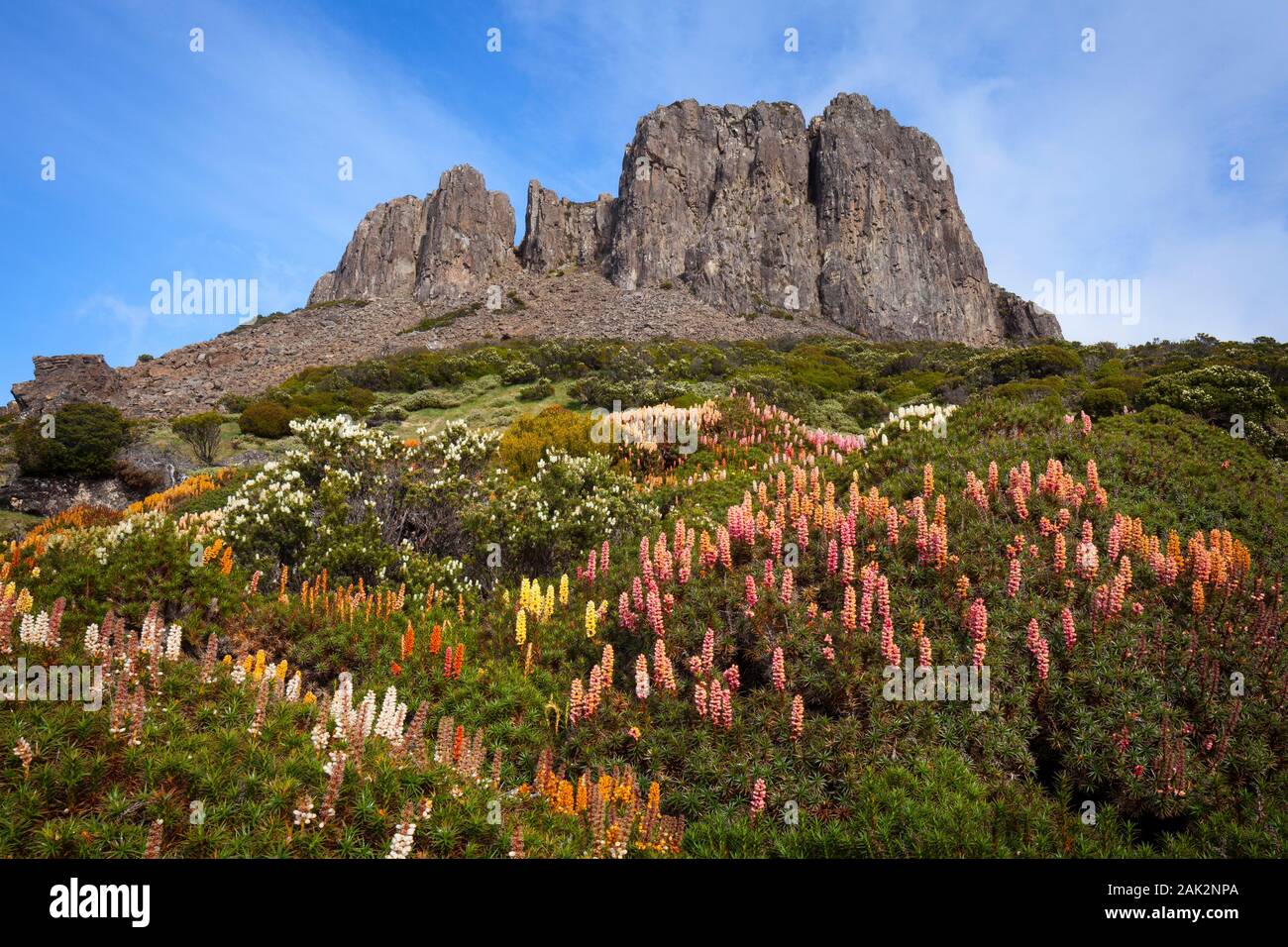Trône de Salomon et la floraison Scoparia - murs de Jérusalem Nat. Park - Tasmanie Banque D'Images