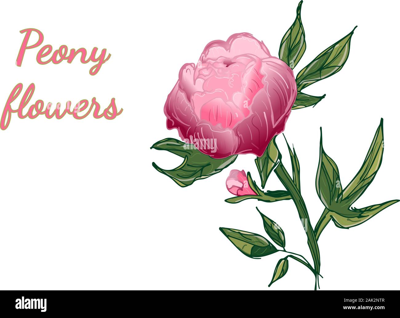 Fleur de pivoine dessiné à la main. Fleur de pivoine dans télévision style sur fond blanc. Illustration de Vecteur