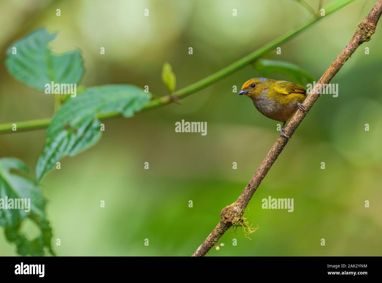 Orange-bellied Euphonia Euphonia xanthogaster -, belle petite Finch de l'ouest les pentes des Andes, Mindo, l'Équateur. Banque D'Images