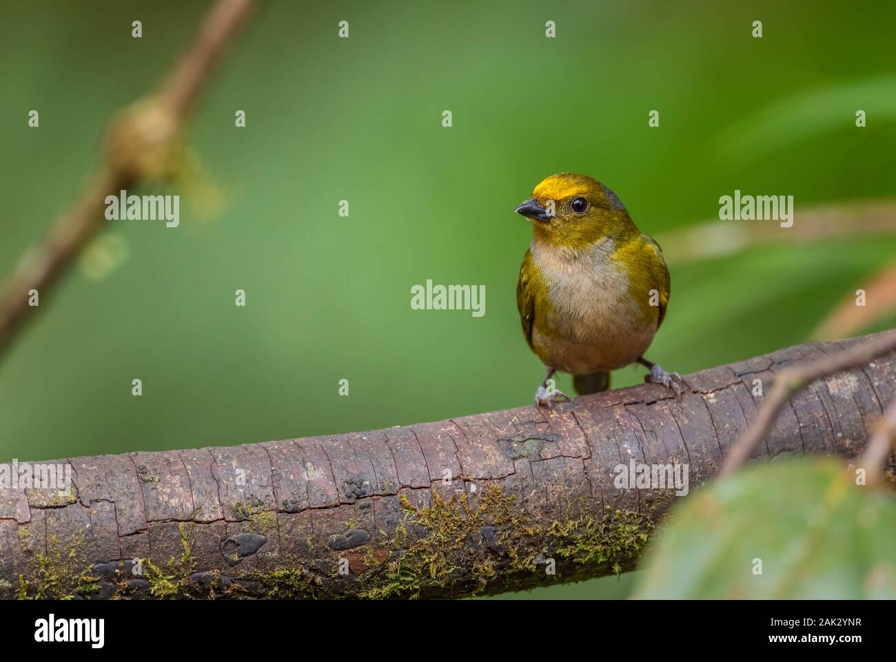Orange-bellied Euphonia Euphonia xanthogaster -, belle petite Finch de l'ouest les pentes des Andes, Mindo, l'Équateur. Banque D'Images
