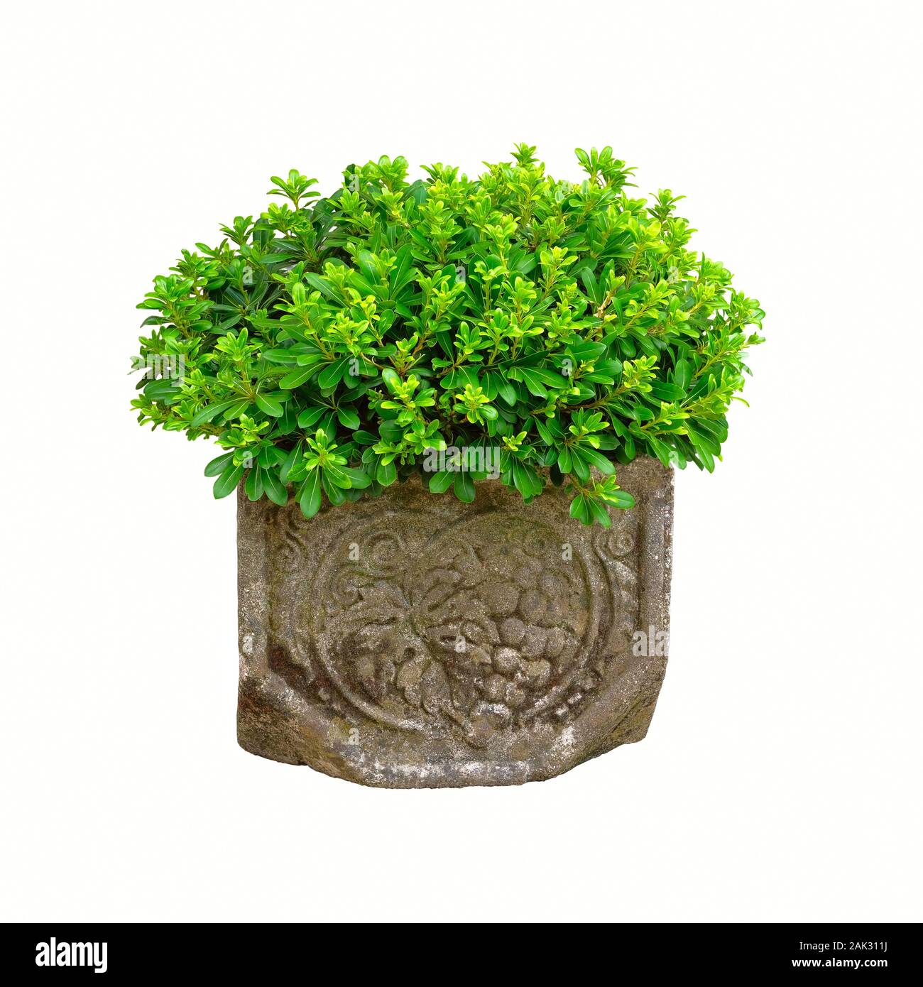 Pot avec plante verte de Bush pour la conception paysagère, isolé sur fond blanc. Plante en pot avec des feuilles juteuses. Récipient jardiner. Banque D'Images