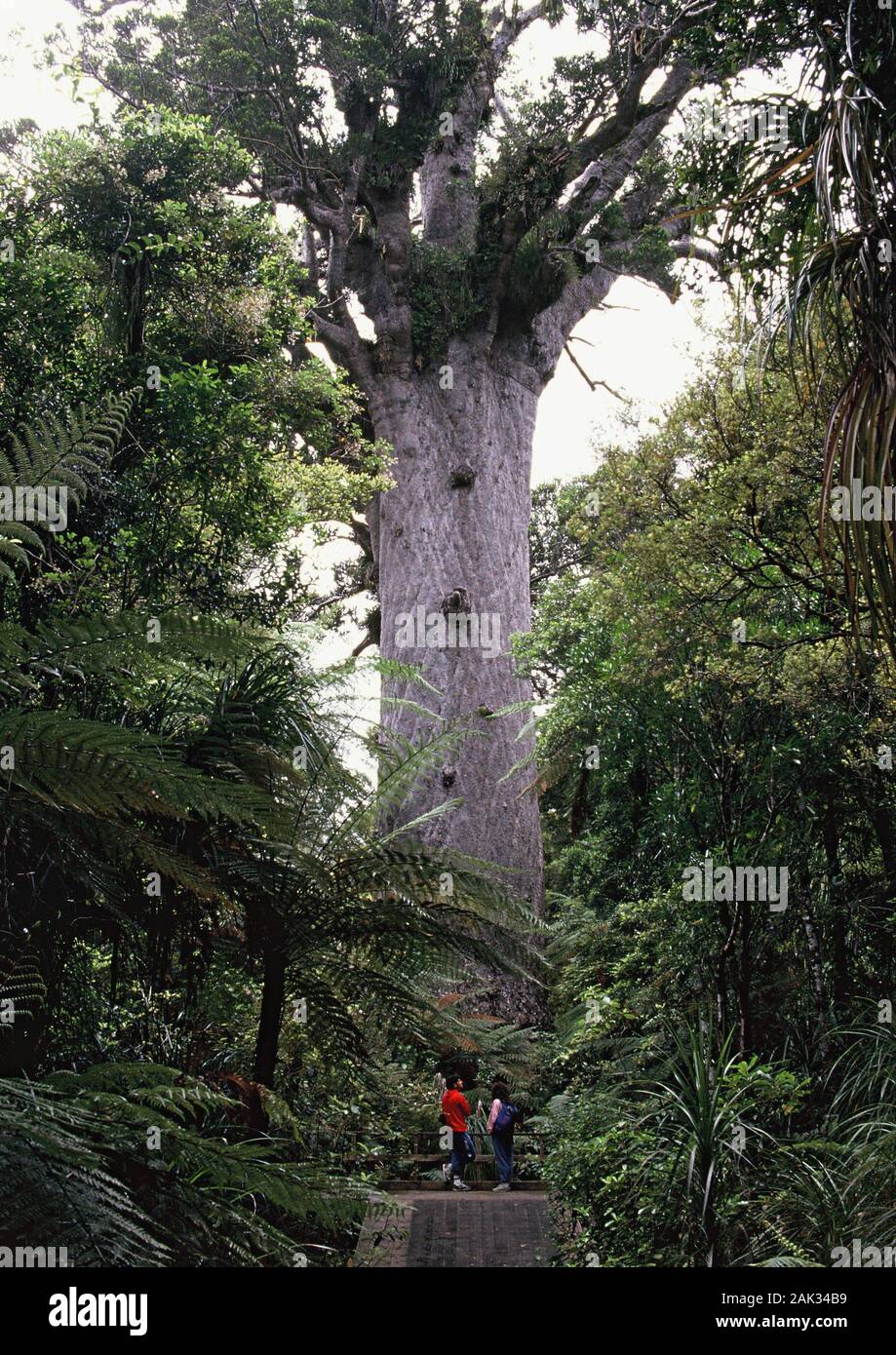 Le Tane Mahuta est le plus ancien arbre Kauri du pays. L'arbre kauri de Nouvelle-Zélande est un genre de conifère et est le plus important local de type d'arbre dans N Banque D'Images