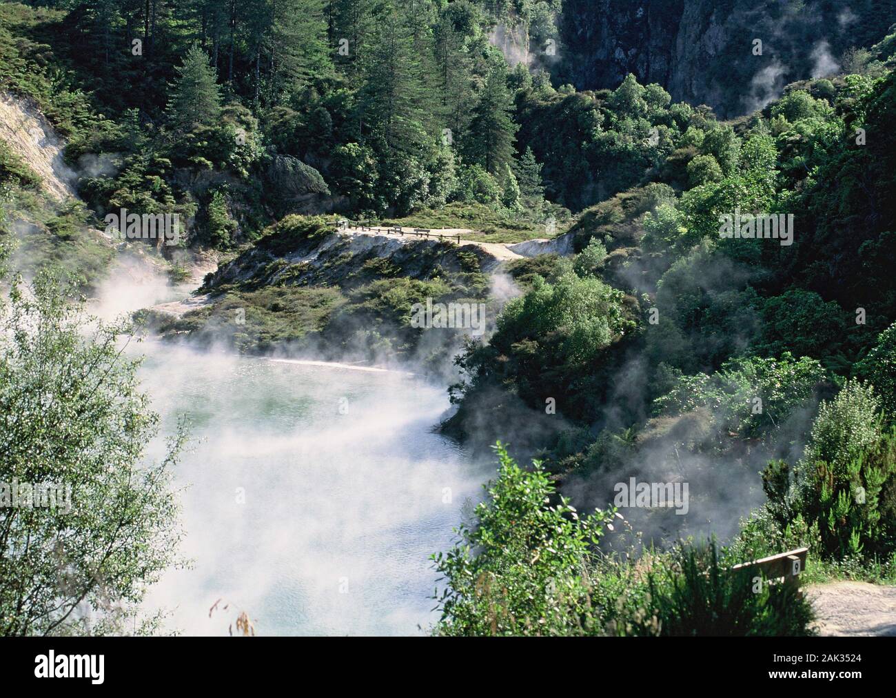 La vapeur provient de sources thermales dans la vallée de Waimangu. La vallée de Waimangu est situé sur l'île Nord de la Nouvelle-Zélande qui se caractérise Banque D'Images