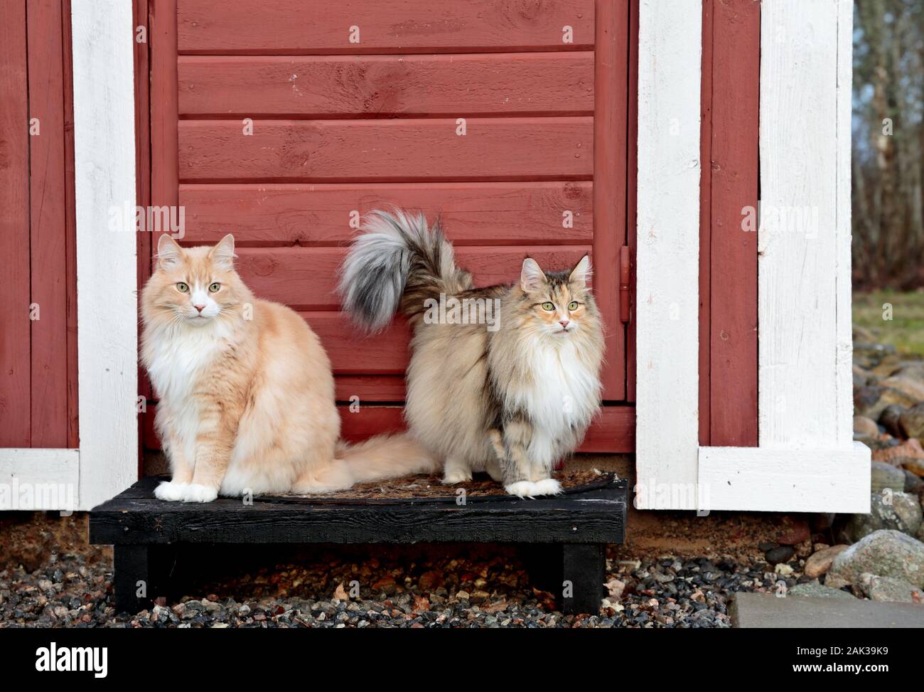 Deux chats des forêts norvégiennes à l'extérieur sur une porte. Ils ont l'air un peu étonné Banque D'Images