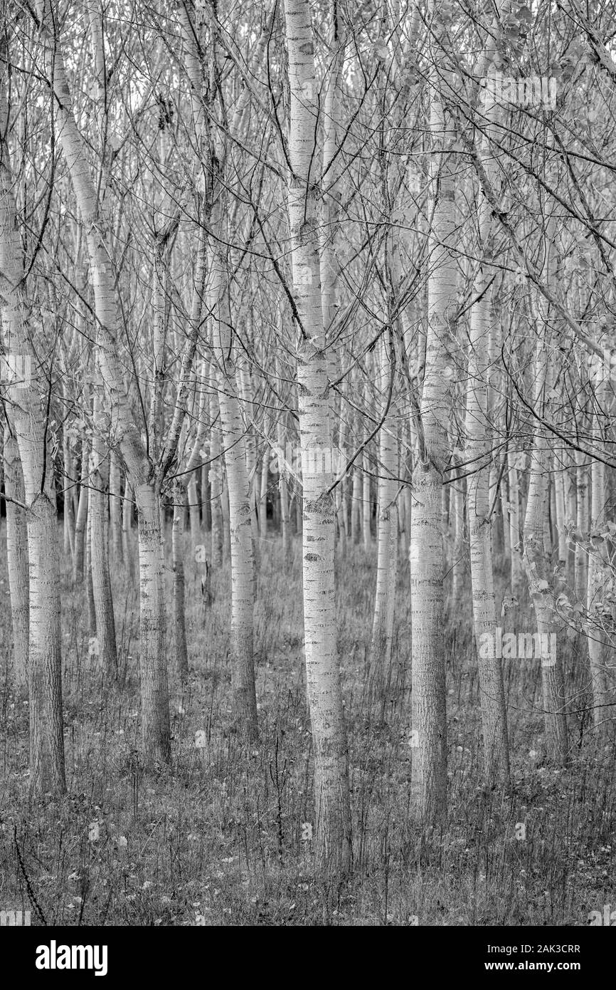 Les rangées d'arbres de peuplier, les végétaux plantés dans square grid à l'aire protégée Zlato Pole, dans la municipalité de Dimitrovgrad, Haskovo Bulgarie, Province, selective focus, à la fin de l'automne, presque aphylles Banque D'Images
