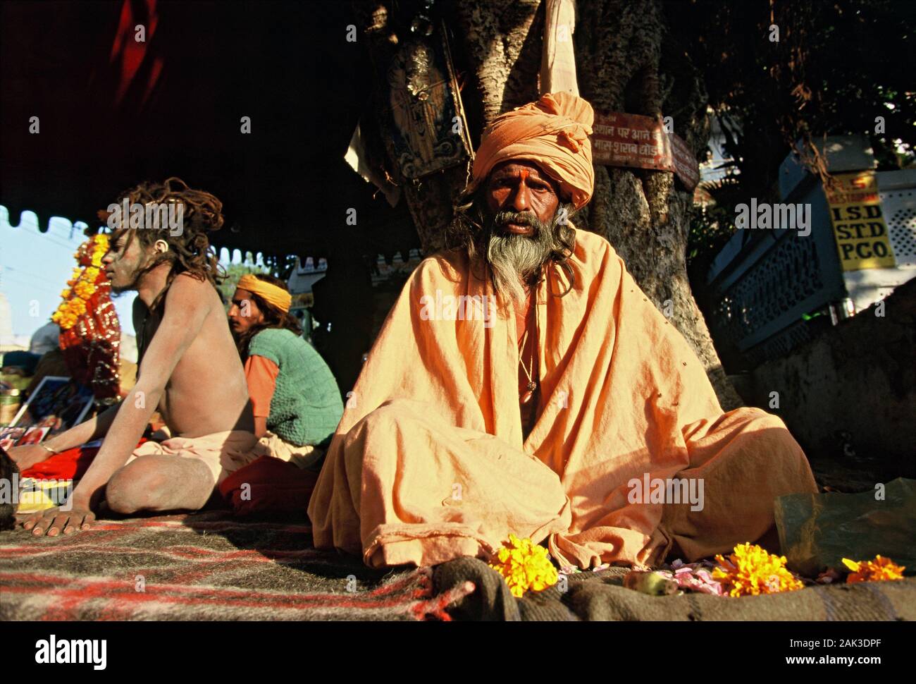 L'auto-proclamé saints assis sous un arbre pendant le grand festival du pèlerin durant la foire de chameau Pushkar Mela à Pushkar. Pushkar est situé dans le Banque D'Images