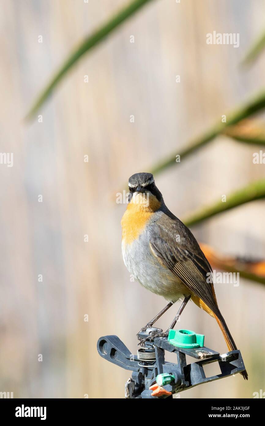 Mâle adulte Cape Robin-chat ou Cape Robin (Cossypha caffra) perché sur jardin réseau sprinkleur Western Cape, Afrique du Sud en hiver Banque D'Images
