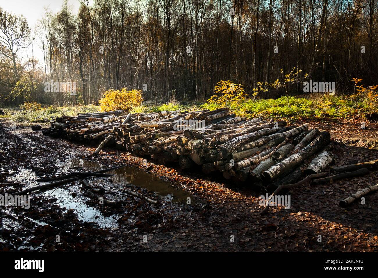 Une pile de journaux dans le cadre de la gestion des forêts et à l'ouverture de nouveaux sentiers à Thorndon Park à Brentwood dans l'Essex. Banque D'Images