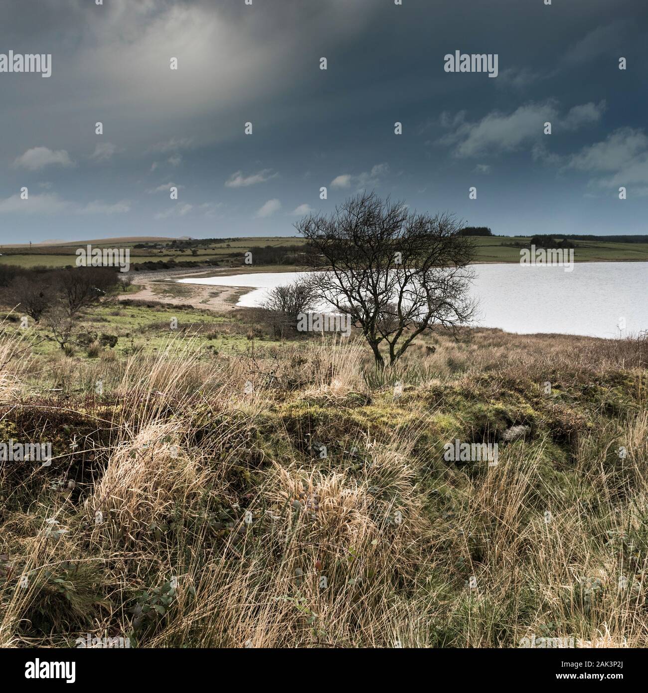Le moorland sombre robuste autour du lac Colliford sur Bodmin Moor en Cornouailles. Banque D'Images
