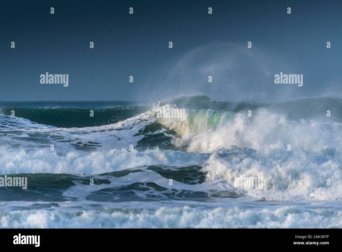 Bar sauvage au large de la côte de Cornouailles. Banque D'Images