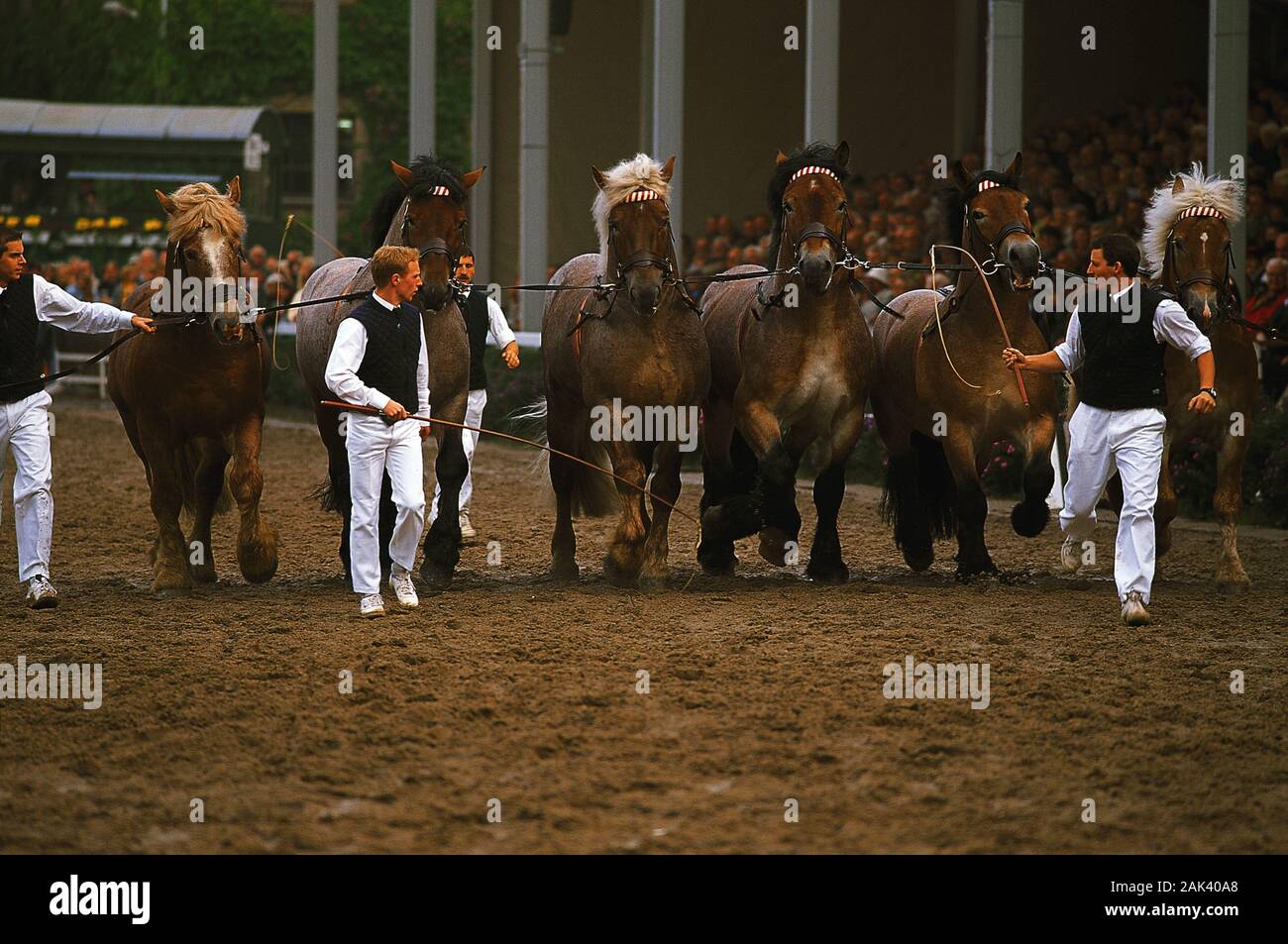 Présentation de chevaux lourds à l'étalon à Warendorf parade dans la région du Münsterland. La famouse stallion parade de Warendorf a lieu sur la th Banque D'Images