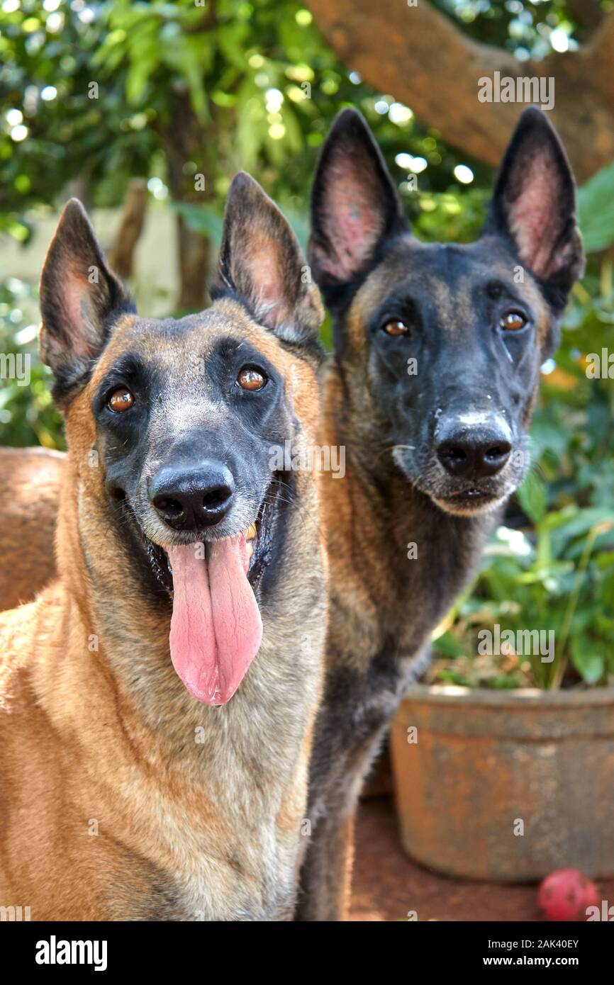 Couple malinois belge regardant la caméra sous un arbre avec un arrière-plan bokeh Banque D'Images