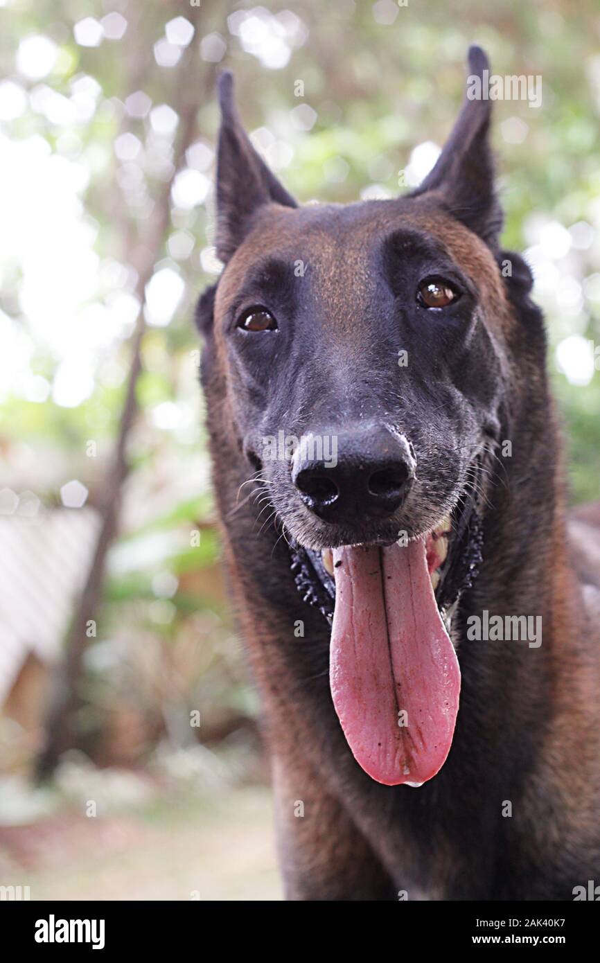 une femme belge malinois qui s'est posée sous un auvent d'arbre montrant sa longue langue à branches avec un fond de bokeh pendant une journée ensoleillée pendant l'été Banque D'Images