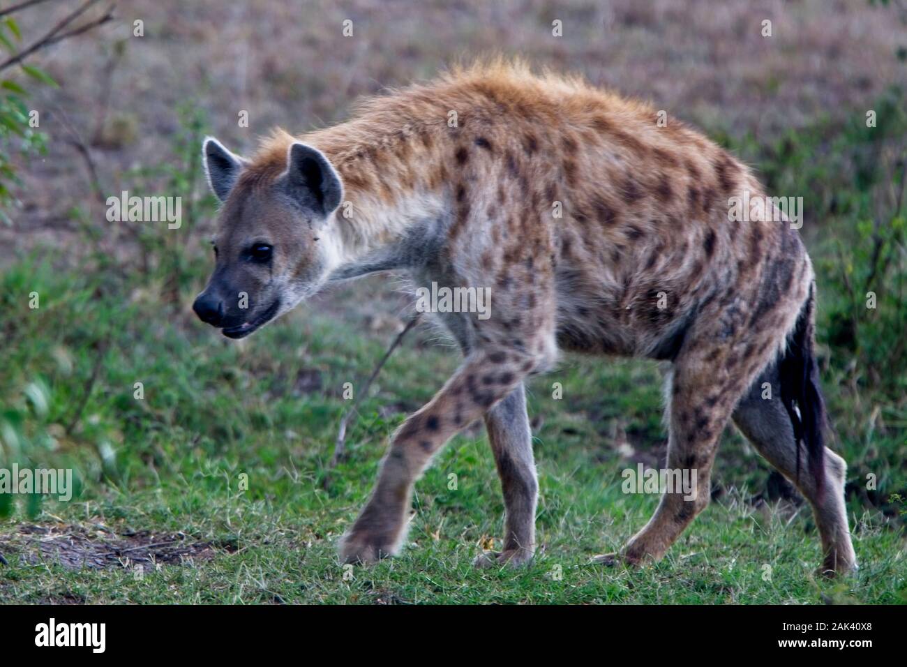 L'Hyène tachetée (Crocuta crocuta), randonnée pédestre, Masai Mara, Kenya. Banque D'Images