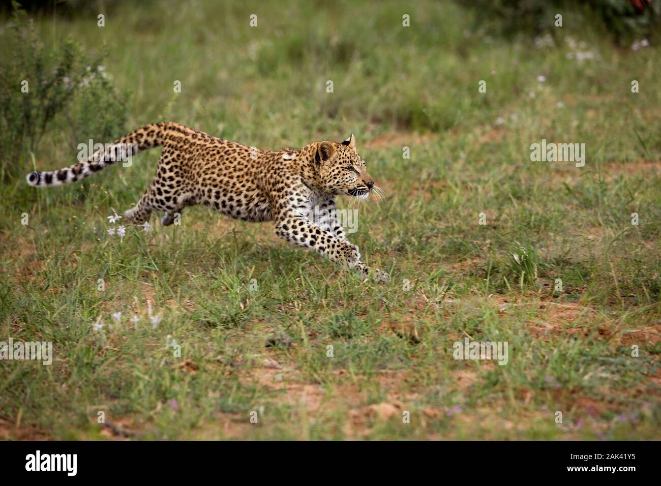 LEOPARD (4 MOIS) CUB Panthera pardus, COURANT À TRAVERS BUSH, NAMIBIE Banque D'Images