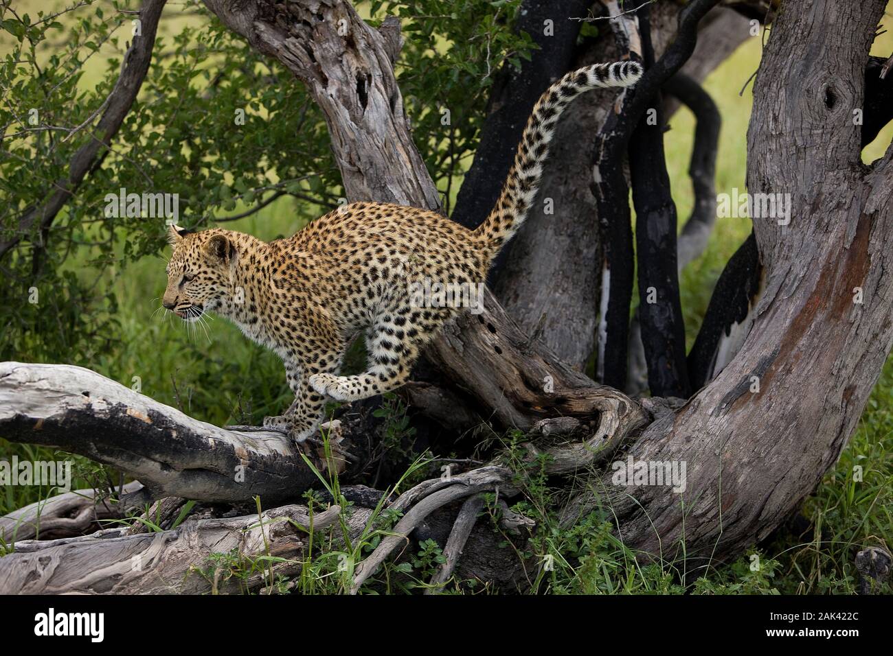 LEOPARD (4 MOIS) CUB Panthera pardus, LES JEUNES jouant dans l'arbre, la Namibie Banque D'Images