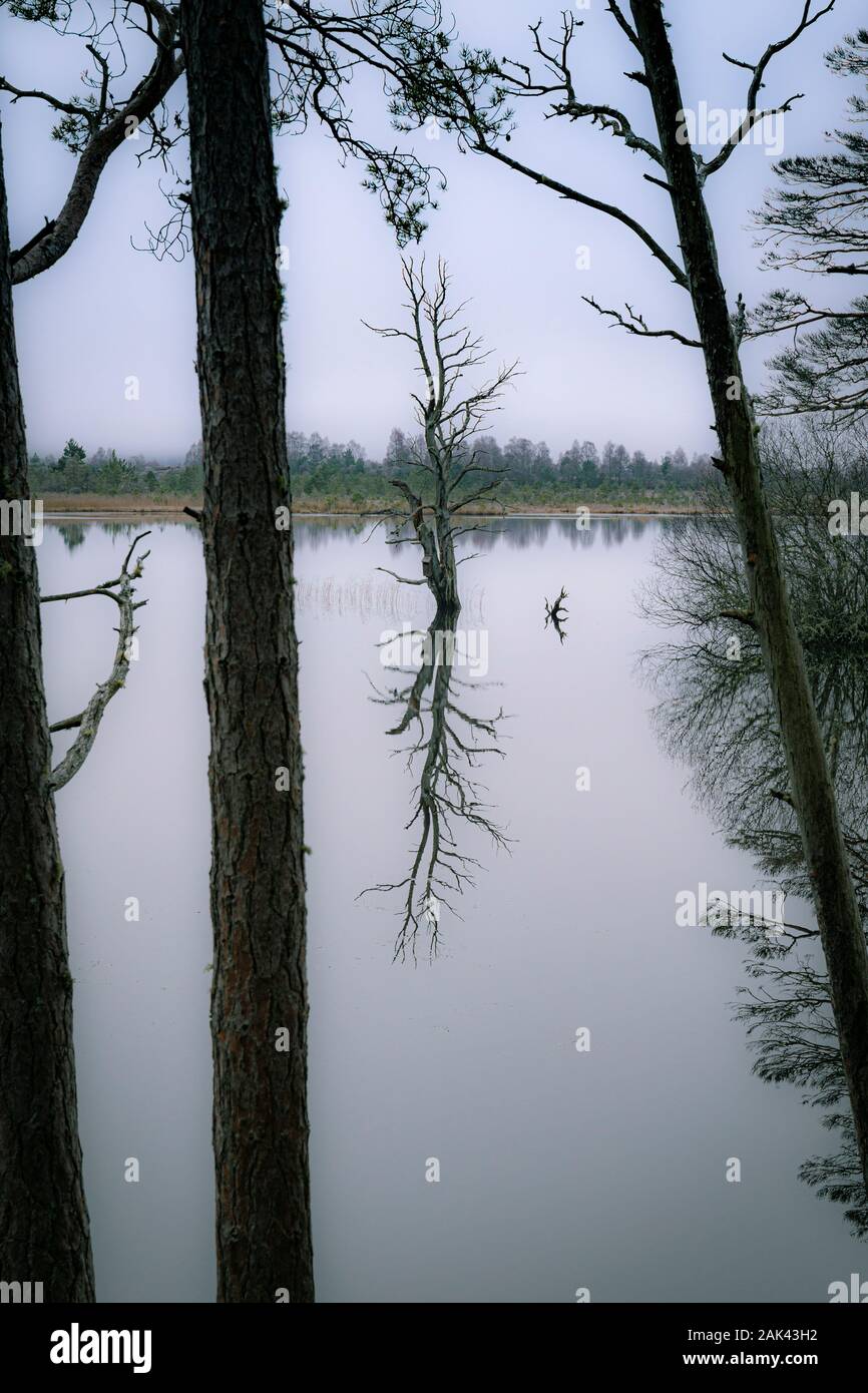 Arbres rabougris sur Loch Mallachie dans le Parc National de Cairngorms de l'Ecosse. Banque D'Images