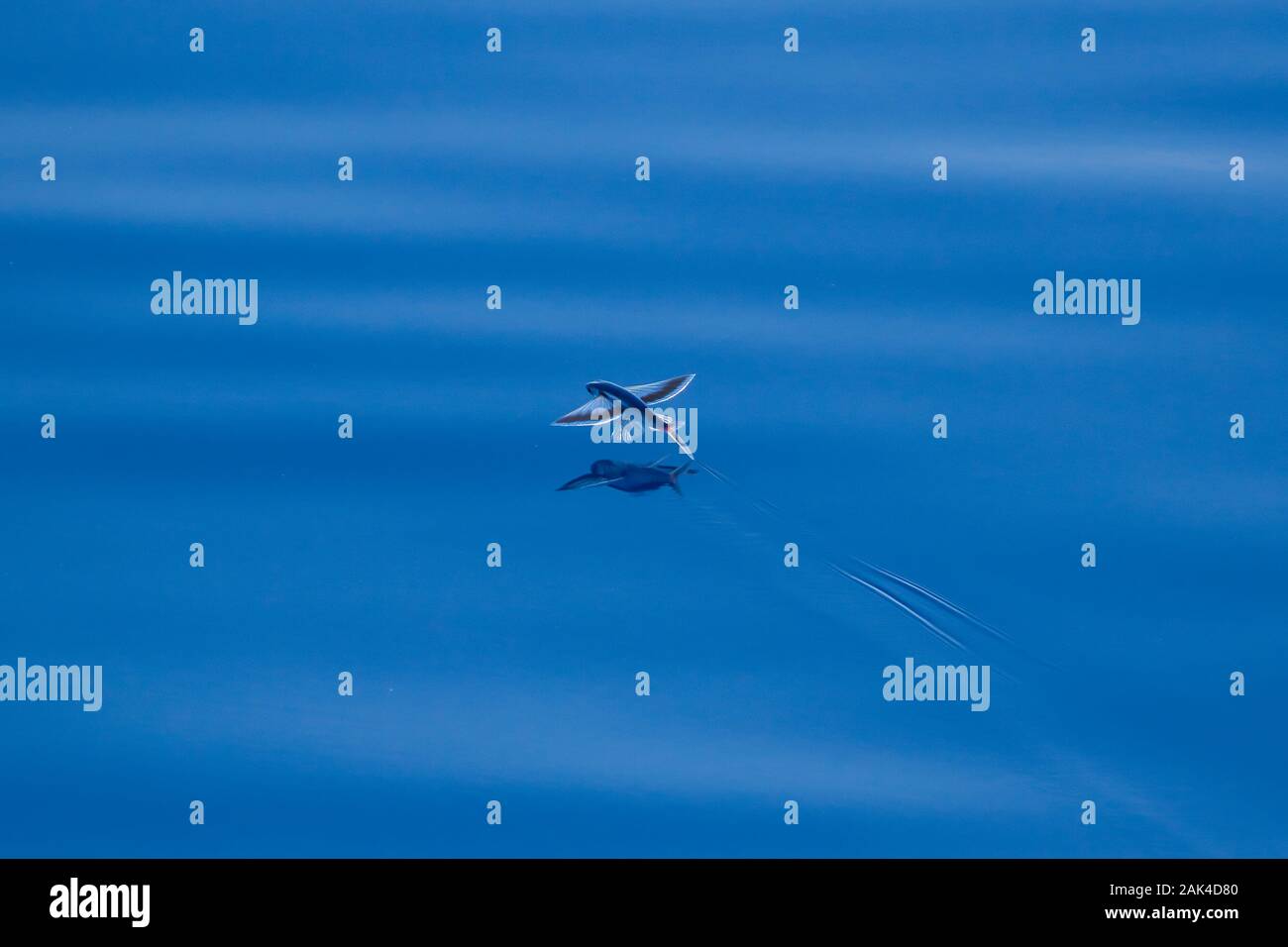 Les poissons volants survolant les eaux calmes de l'océan Pacifique, photographié d'un navire de croisière Banque D'Images