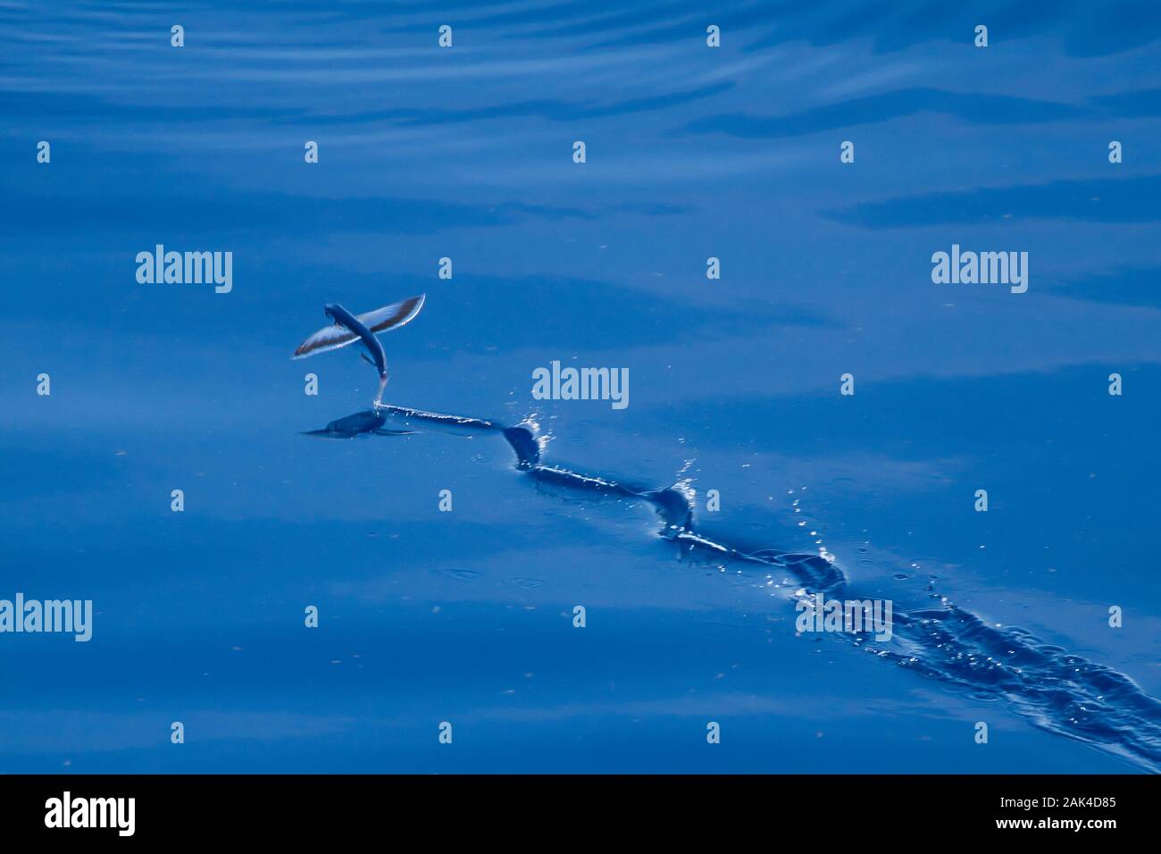 Les poissons volants survolant les eaux calmes de l'océan Pacifique, photographié d'un navire de croisière Banque D'Images