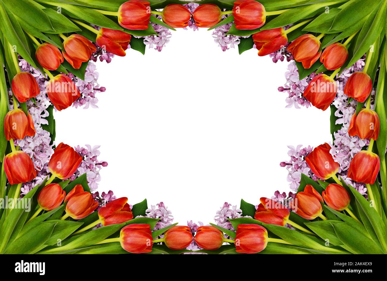 Tulipes rouges et lilac flowers frame isolé sur fond blanc. Mise à plat. Banque D'Images