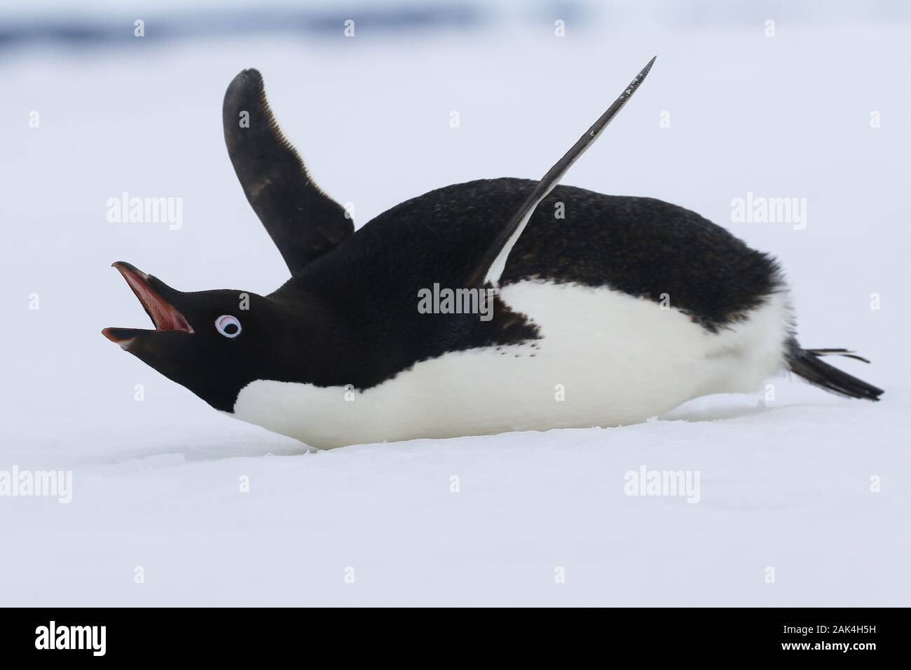 Adelie Penguin Pygoscelis adeliae sur la banquise de la mer de Weddell, l'Antarctique Banque D'Images