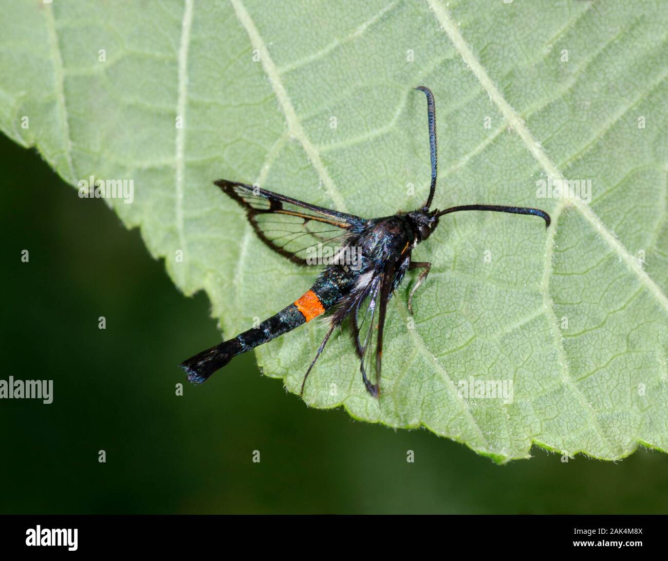 Sésie ceinturés rouge - Synanthedon myopaeformis Banque D'Images